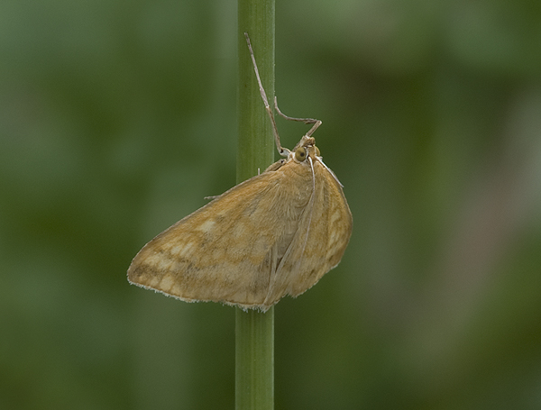 Paracorsia repandalis Crambidae